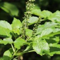 Ocimum gratissimum L.